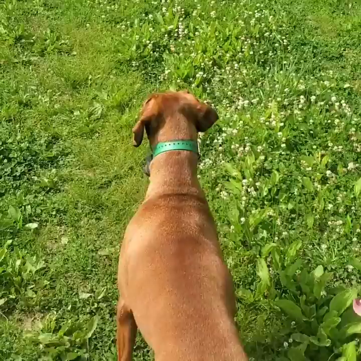 Video post from reddogguideservice.