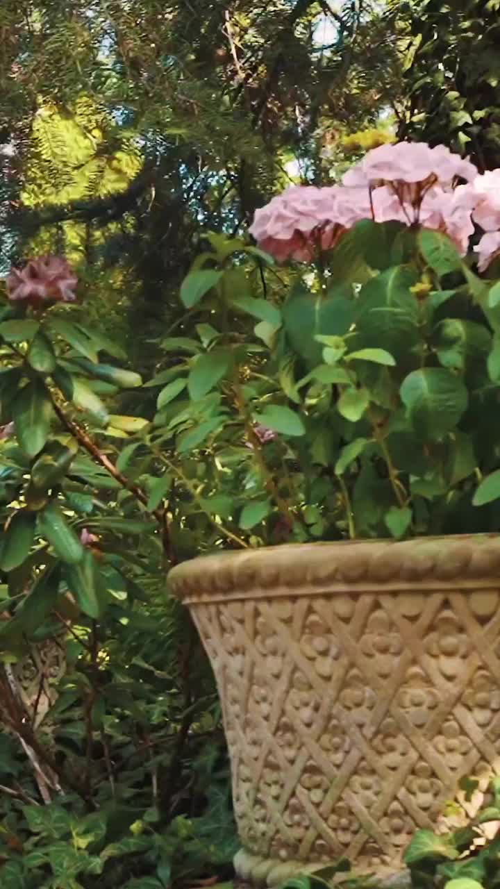 Video post from chronos_collection.