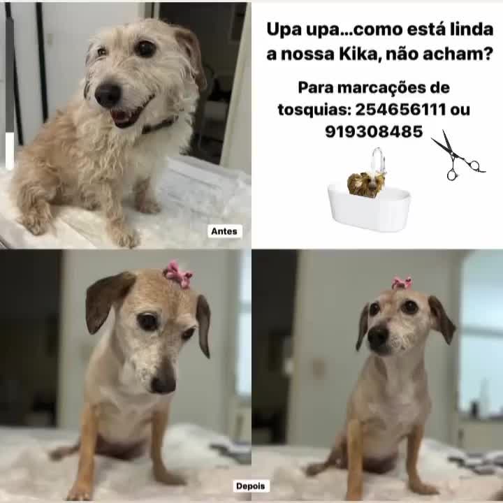 Video post from clinica_veterinaria_dourosul.