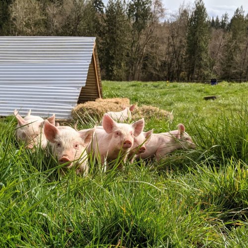 Photo post from hungryhollowfarm.