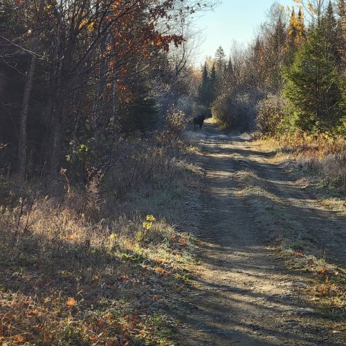 Carousel post from reddogguideservice.