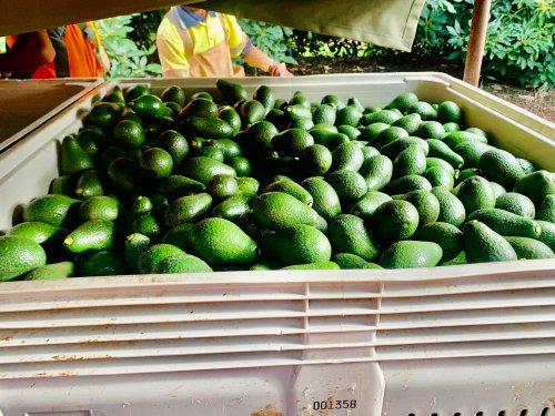 Photo post from howefarming.