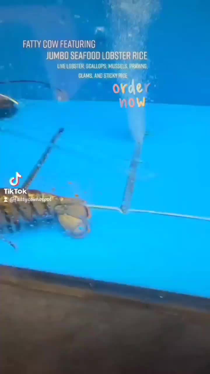 Video post from fattycowhotpot.