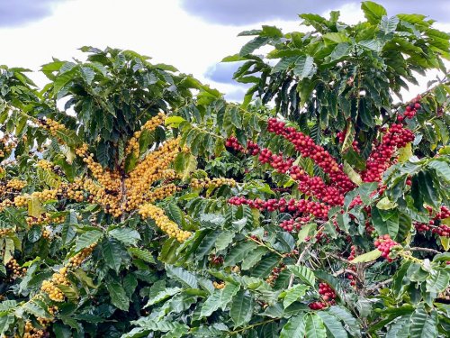 Photo post from howefarming.