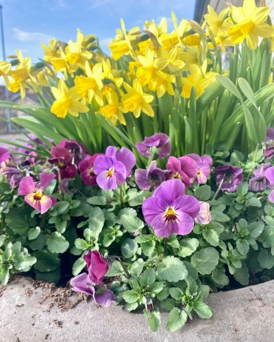 Photo post from blomsterborsen.