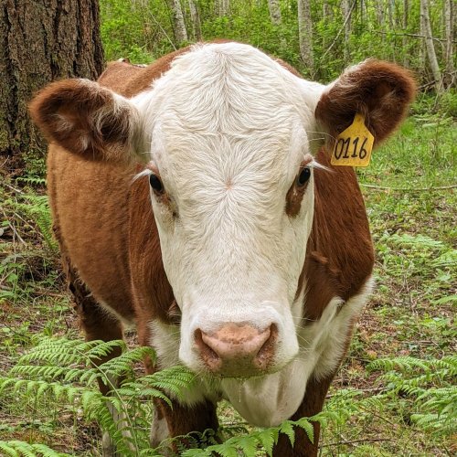 Photo post from hungryhollowfarm.