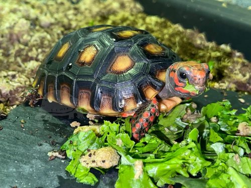 Photo post from carapacecritters.