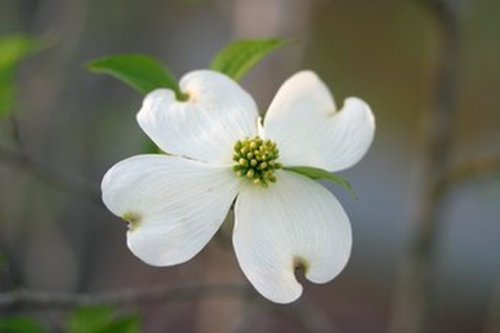 Photo post from dogwoodfestival.