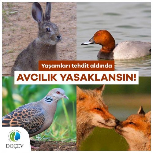 Photo post from dogavecevrevakfi.