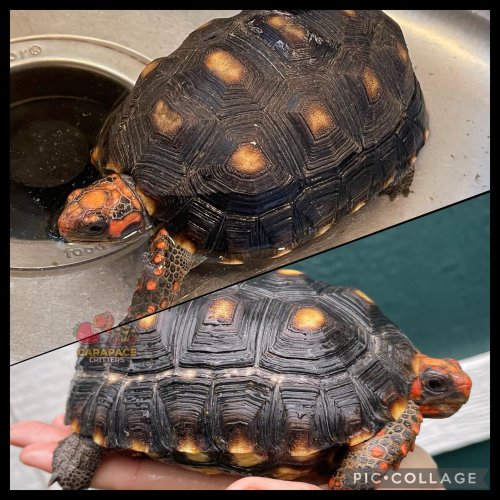 Photo post from carapacecritters.