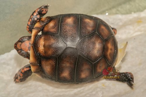 Photo post from carapacecritters.