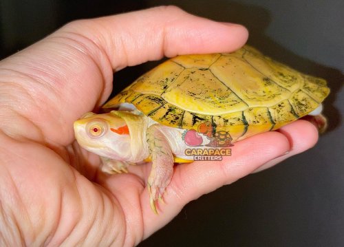 Photo post from carapacecritters.