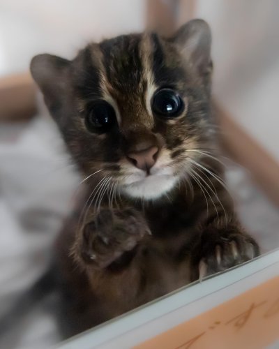 Embed Feed Embed Feed