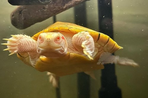 Photo post from carapacecritters.