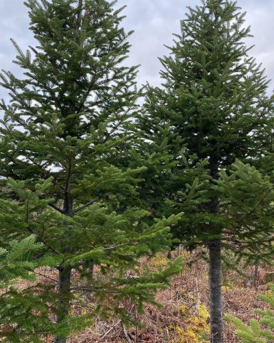 Carousel post from freyaetthor.