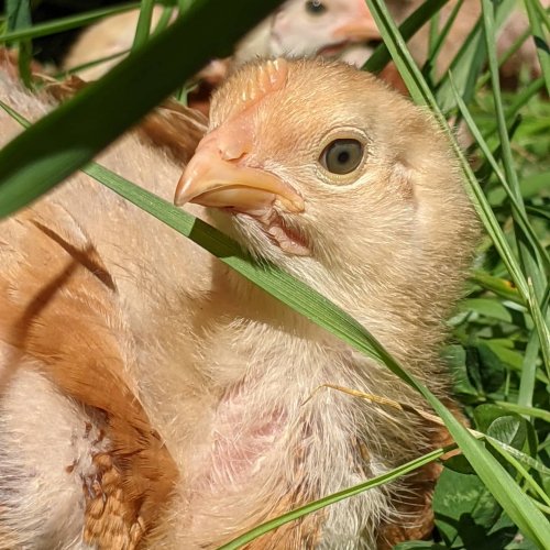 Photo post from hungryhollowfarm.