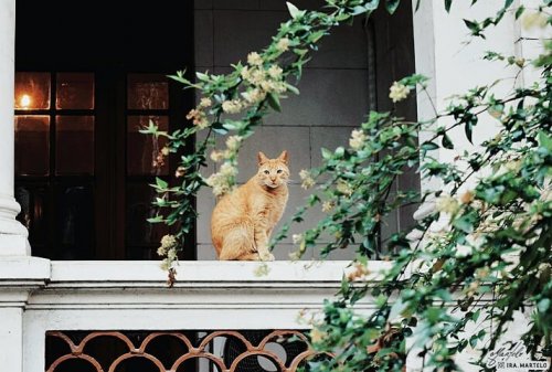 Photo post from ira.martelo.