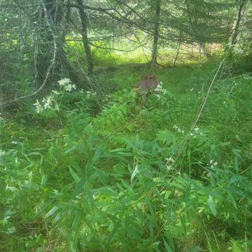 Carousel post from reddogguideservice.