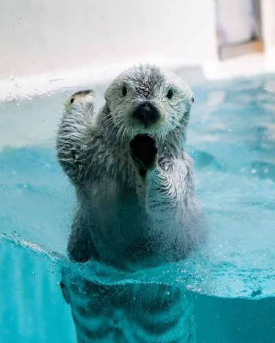 Embed Feed Embed Feed