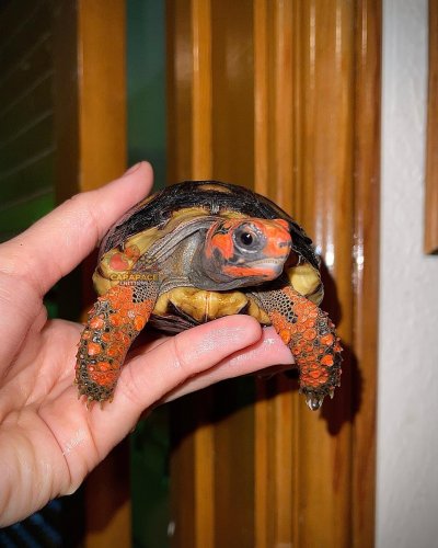 Photo post from carapacecritters.