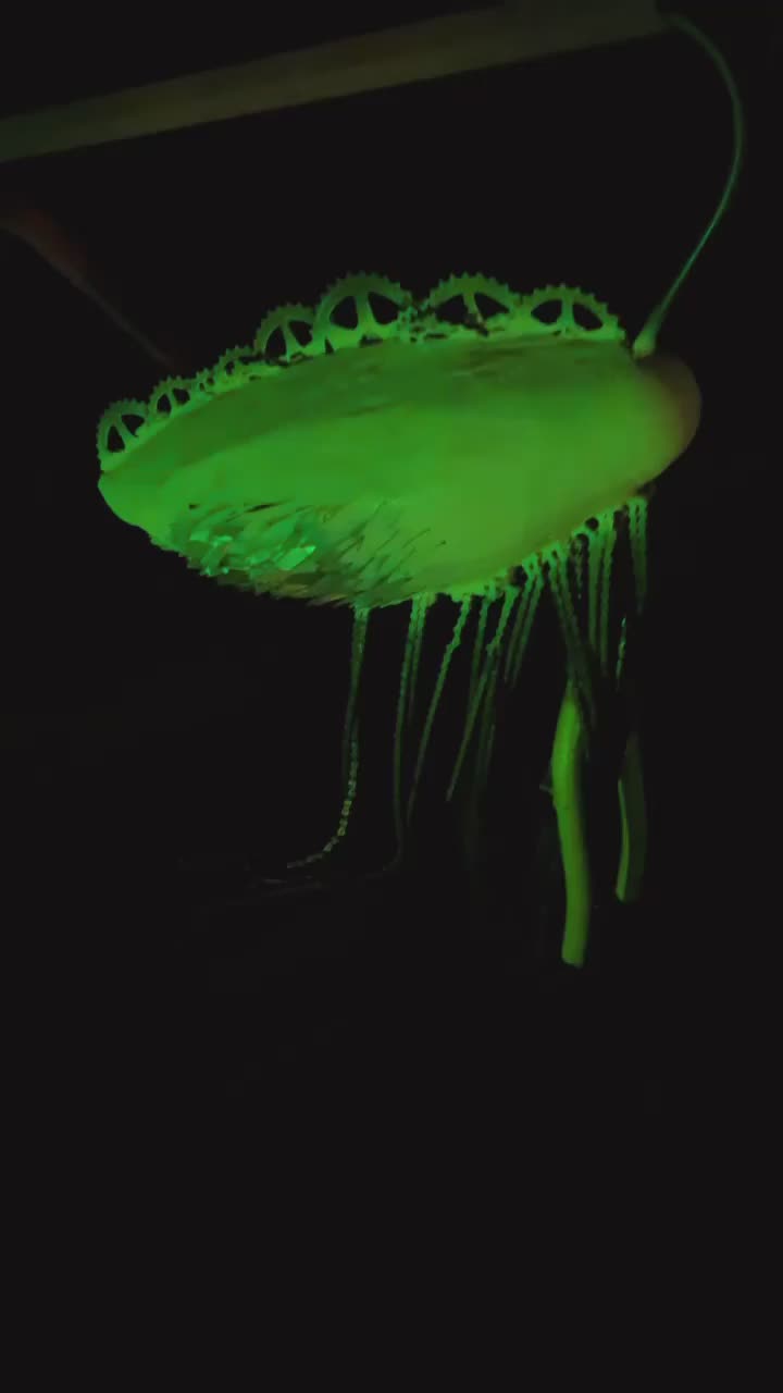 Video post from 00s.art.wave.