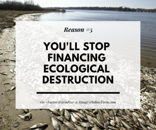 Photo post from hungryhollowfarm.