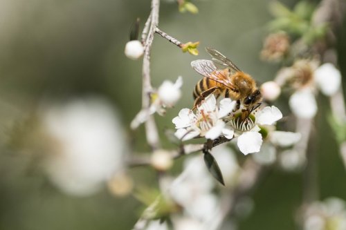 Photo post from comvita_au.