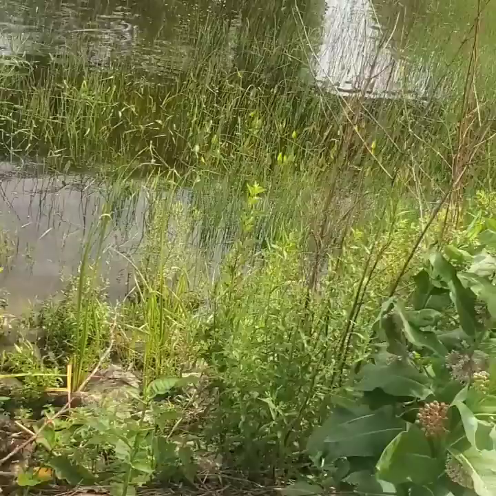 Video post from reddogguideservice.