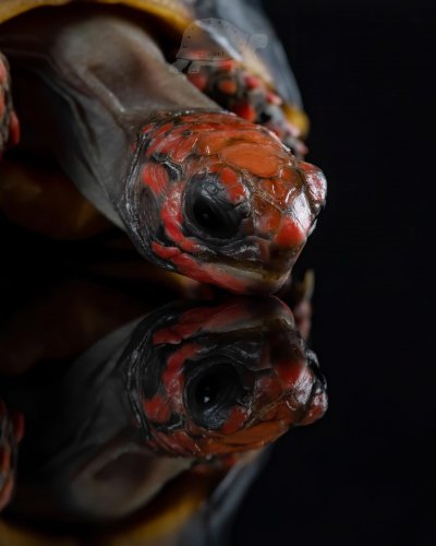 Photo post from carapacecritters.