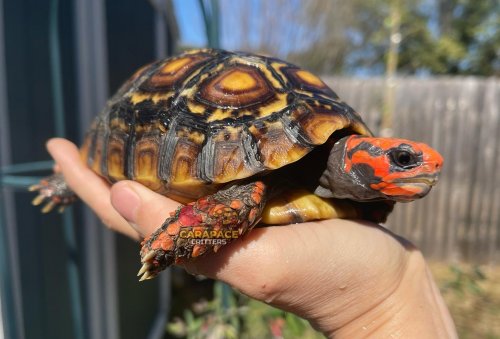 Photo post from carapacecritters.