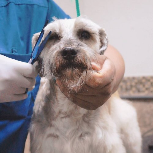 Photo post from medicalpettj.