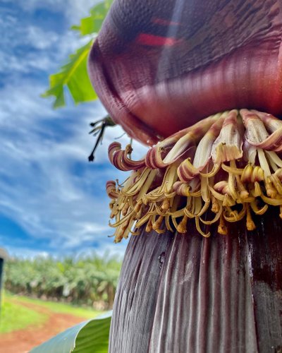 Photo post from howefarming.