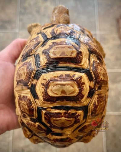 Photo post from carapacecritters.