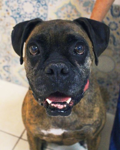 Photo post from medicalpettj.