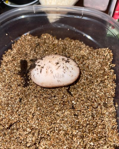 Photo post from carapacecritters.