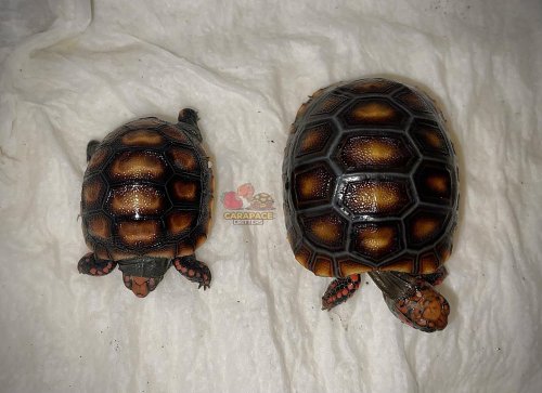 Photo post from carapacecritters.