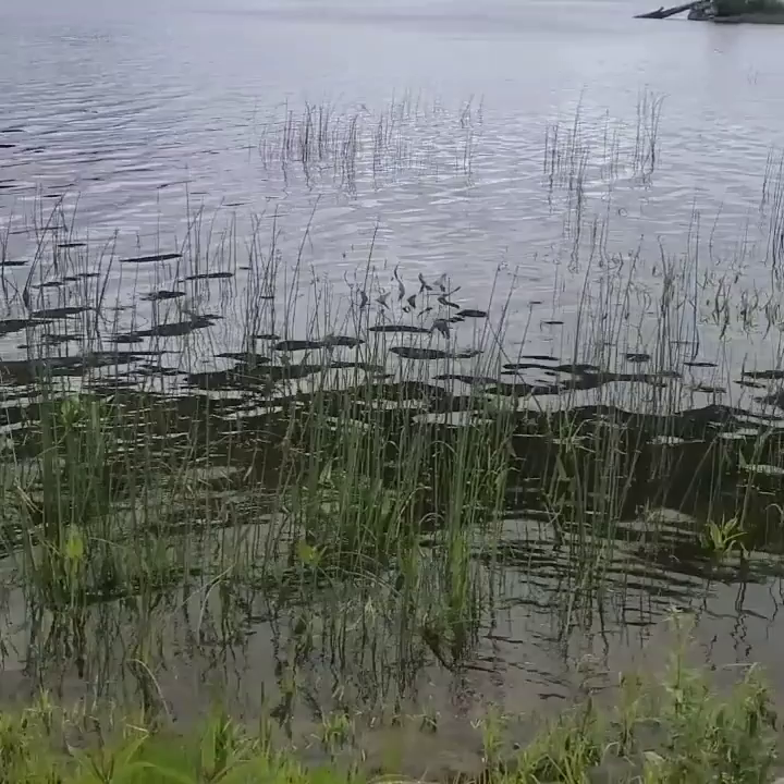 Video post from reddogguideservice.