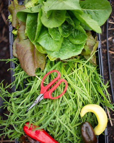 Photo post from farmbox_arizona.