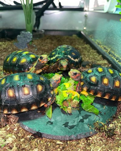 Photo post from carapacecritters.