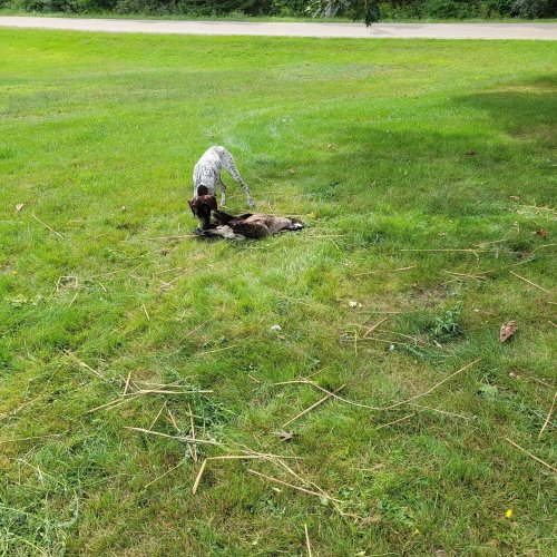 Carousel post from reddogguideservice.