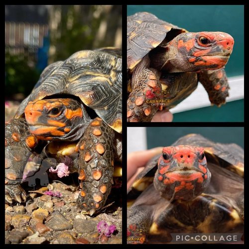 Photo post from carapacecritters.