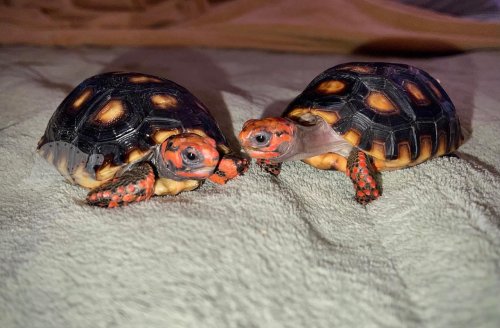 Photo post from carapacecritters.