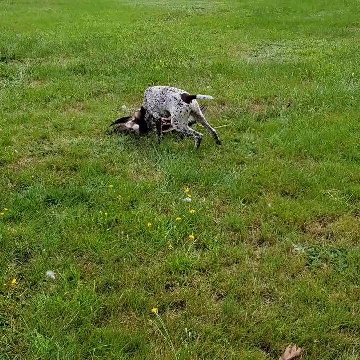 Video post from reddogguideservice.