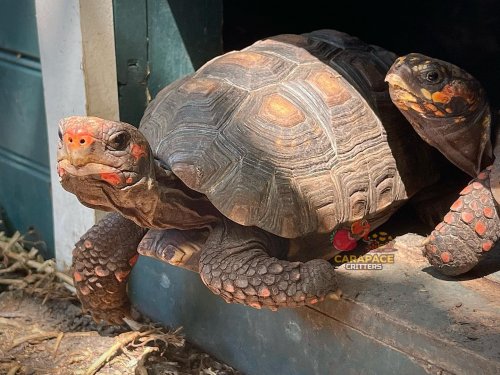 Photo post from carapacecritters.