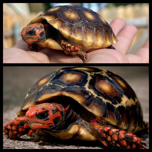 Photo post from carapacecritters.