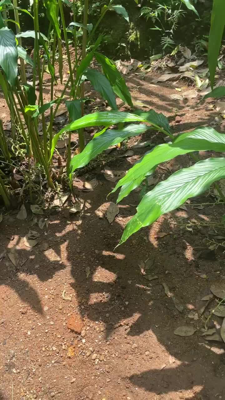 Video post from purkinje_crazyforplants.