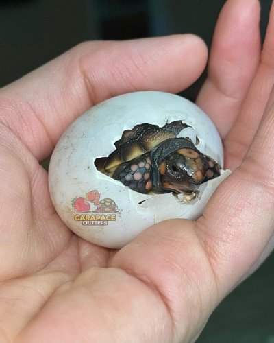 Photo post from carapacecritters.