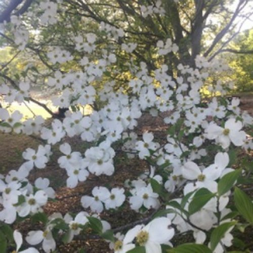 Photo post from dogwoodfestival.