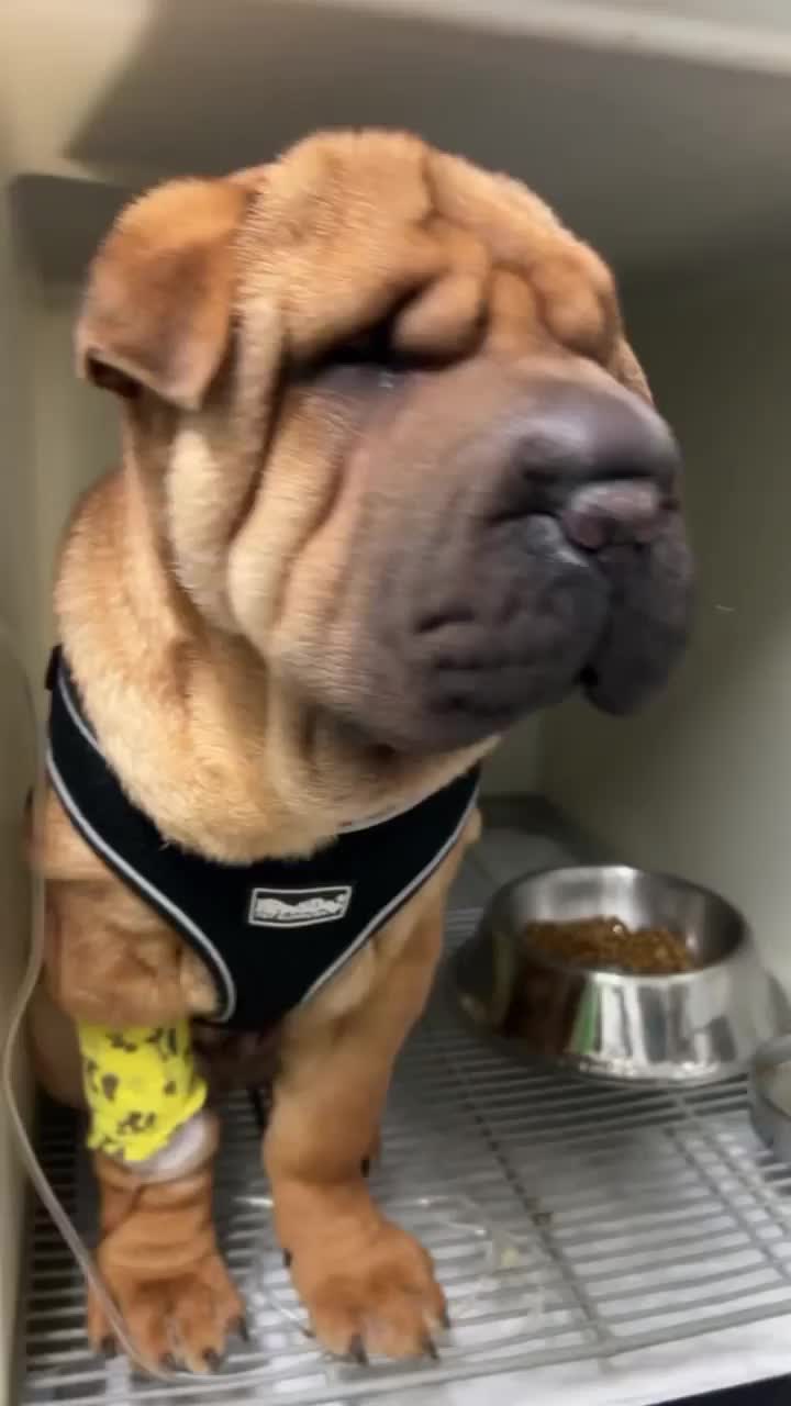 Video post from clinica_veterinaria_dourosul.