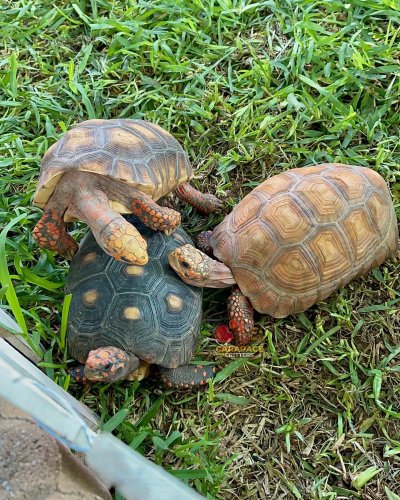 Photo post from carapacecritters.